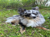 Valko, mâle Spitz Nain disponible pour saillie