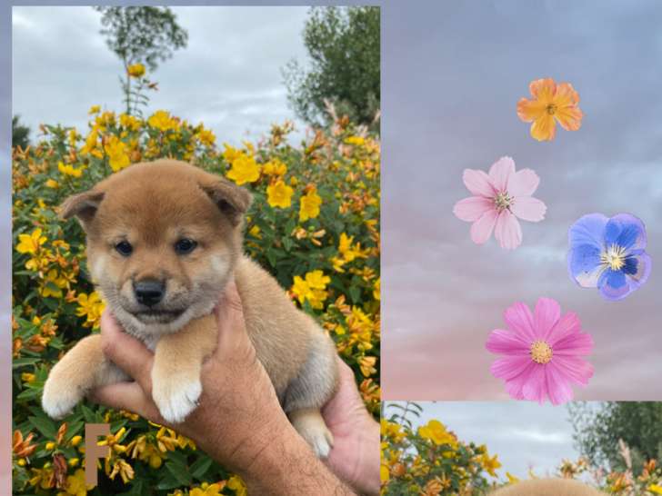 Chiots Shiba Inu LOF à vendre