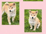 YUKI