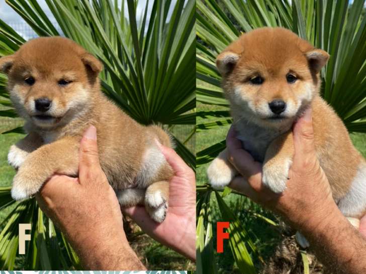 Chiots Shiba Inu LOF à vendre
