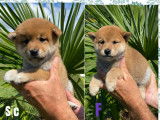 Chiots Shiba Inu LOF à vendre