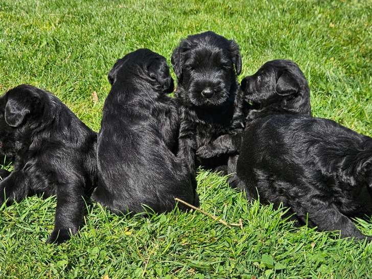 Chiots Schnauzer Géant noirs LOF à vendre