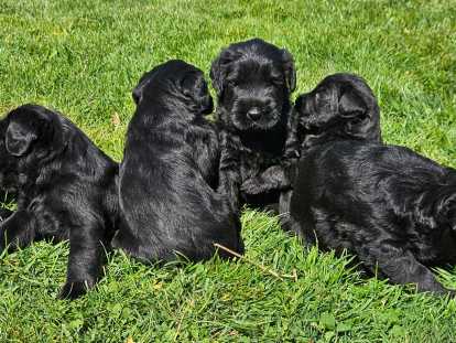 Chiots Schnauzers Géants noirs LOF à vendre