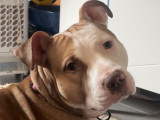 Adorable Staffie de 2 ans à donner