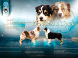 Chiots Bergers Australiens LOF et sélectionnés à naître