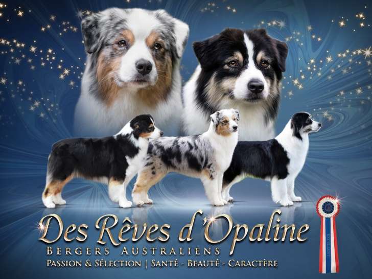 Chiots Bergers Australiens LOF et sélectionnés