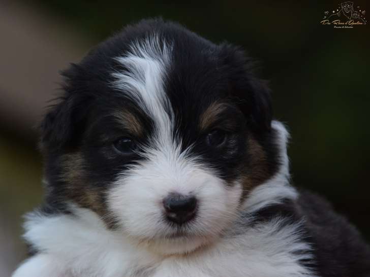 Chiots Bergers Australiens LOF et sélectionnés