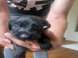 Chiots de type Griffon Nivernais à donner (3 femelles & 5 mâles)