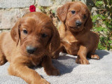 8 chiots Setter Irlandais LOF à réserver
