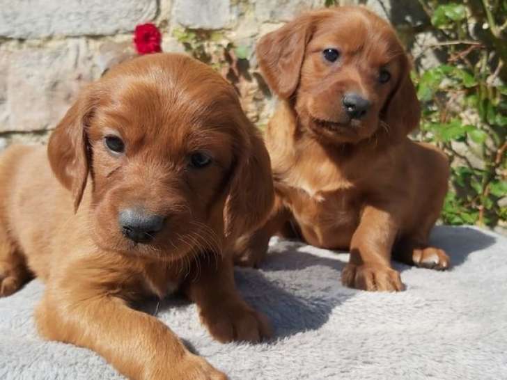8 chiots Setter Irlandais LOF à réserver