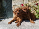 8 chiots Setter Irlandais LOF à réserver