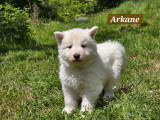 9 chiots Bergers Blancs Suisses disponibles à la vente (LOF)