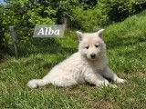 9 chiots Bergers Blancs Suisses disponibles à la vente (LOF)