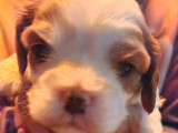 1 chiot femelle Cavalier King Charles à réserver (LOF)