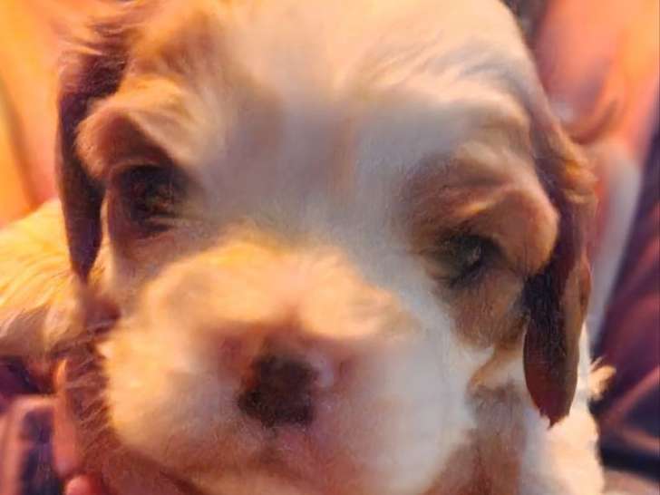 1 chiot femelle Cavalier King Charles à réserver (LOF)