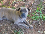 Chien adulte femelle Cane Corso LOF disponible à l’achat