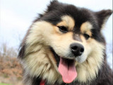 Chienne Finnois de Laponie LOF de 6 ans à réserver
