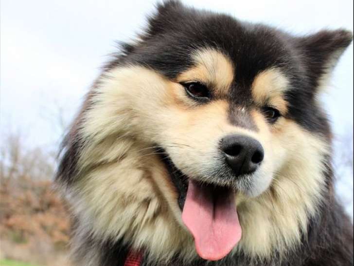 Chienne Finnois de Laponie LOF de 6 ans à réserver