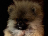 3 chiots Spitz Nain Poméranien LOF à vendre