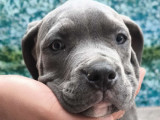 Chiots femelles American Bully à vendre