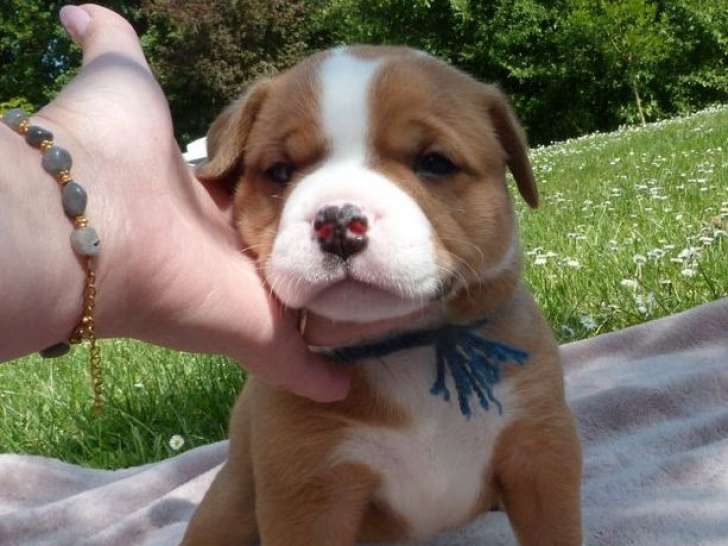 5 chiots Bulldog Continental à vendre (LOF)