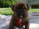 5 chiots Bulldog Continental à vendre (LOF)