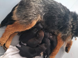 Chiots Border Terrier à réserver