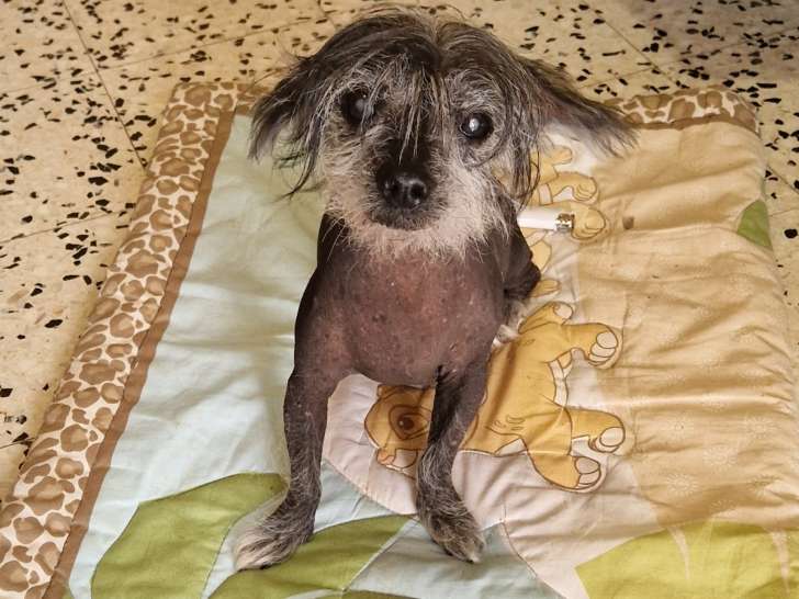 Guizmo, Chien Chinois à Crête à donner