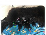 Chiots Terre Neuve LOF à vendre