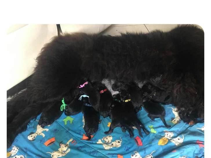 Chiots Terre Neuve LOF à vendre