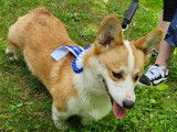 Velkan, Welsh Corgi Pembroke de 1 an disponible pour saillie