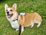 Velkan, Welsh Corgi Pembroke de 1 an disponible pour saillie