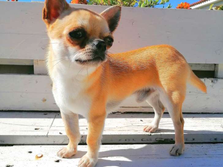 Mâle Chihuahua LOF confirmé à vendre