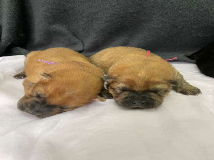 Chiots Chow Chow à vendre