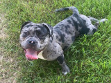 Femelle American Bully pocket à vendre