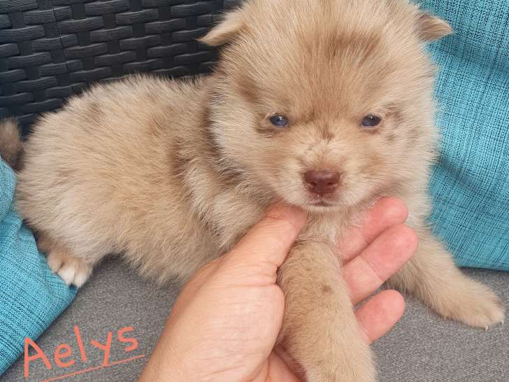 5 chiots de type Pomsky, 3 mâles et 2 femelles, à réserver