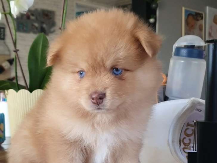 4 chiots de type Pomsky, 3 mâles et 1 femelle, à réserver