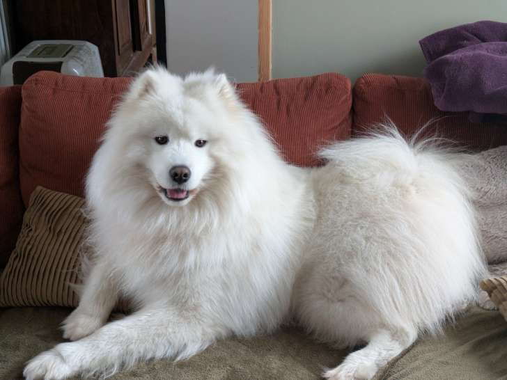 Marty, mâle Samoyède LOF disponible pour saillie