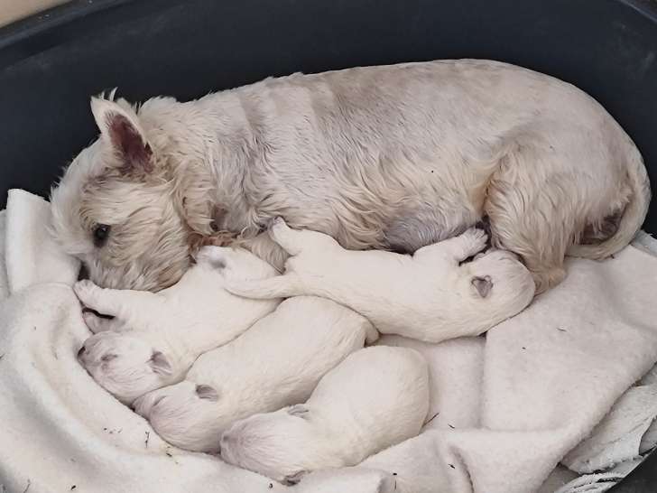 Chiots Westie à vendre