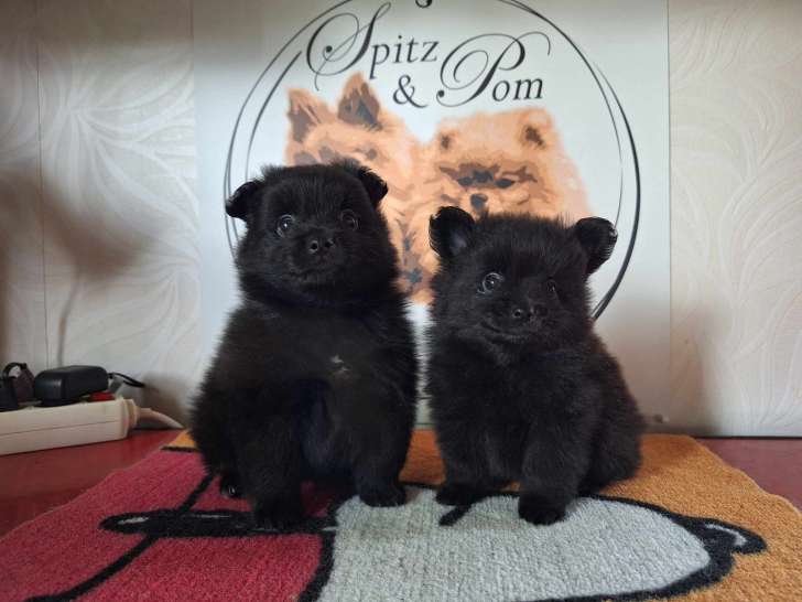 2 chiots Spitz Allemand (1 nain et 1 petit) à vendre