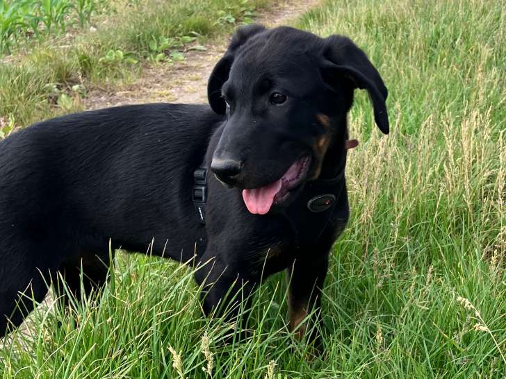 Arkos, chiot Beauceron à vendre