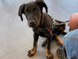 Arkos, chiot Beauceron à vendre