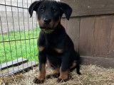 Aron, chiot Beauceron à vendre