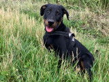 Aron, chiot Beauceron à vendre