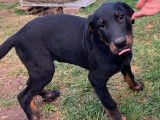 Aron, chiot Beauceron à vendre