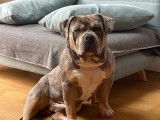 Mâle American Bully standard disponible pour saillie