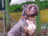 Mâle American Bully standard disponible pour saillie