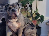 Mâle American Bully standard disponible pour saillie