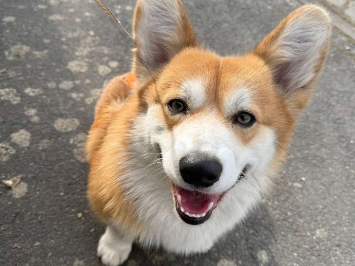 Mâle Welsh Corgi Pembroke LOF disponible pour saillie