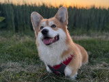 Mâle Welsh Corgi Pembroke LOF disponible pour saillie